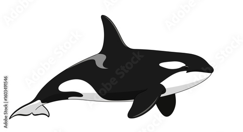 Detailed Orca Illustration Displaying Aquatic Gracefulness and Majestic Underwater Wildlife Symbolism