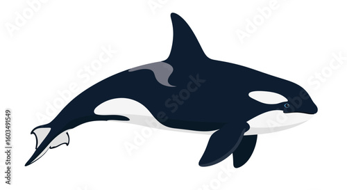 Digitally rendered orca illustration showcasing its distinctive monochrome coloration and streamlined aquatic form perfect for educational resources