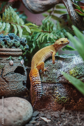Leopard Gecko Resting Beside Decorative Ornament in Terrarium Habitat