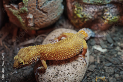 A close-up view of a leopard gecko with striking coloration and texture, perched on a stone within an enclosure with earthy and natural surroundings, showcasing its unique traits and environment.