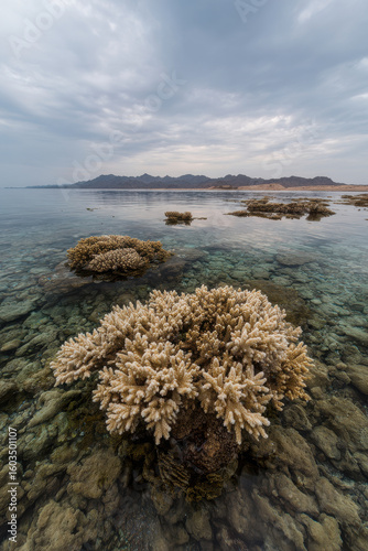 enchanting coral reef in cape verde under overcast sky framed by natural curves