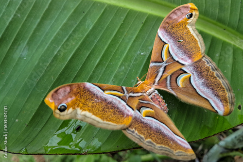 Closeup of a silk moth