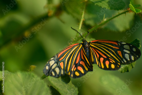 Colorful day flying moth perched on summer leaf. A vivid harlequin moth (Campylotes histrionicus) perches gracefully on a green leaf under summer sunlight in a forest habitat.