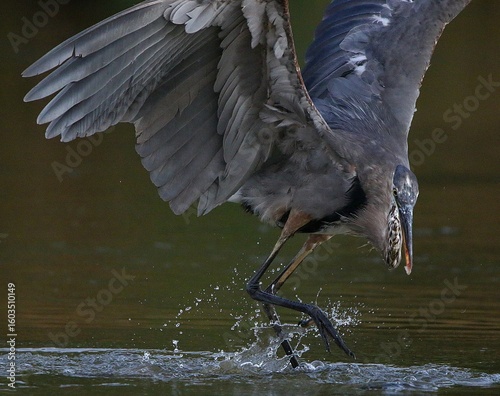 Great Blue Heron 