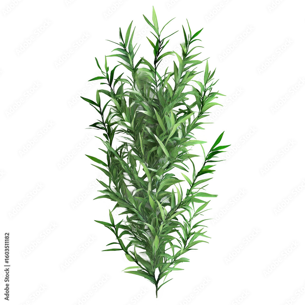 Fototapeta premium Lush Green Rosemary Plant with Vibrant Leaves Against a Transparent Background