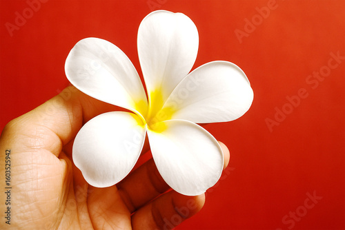 Close-up of Hand Holding Plumeria Flower on Red