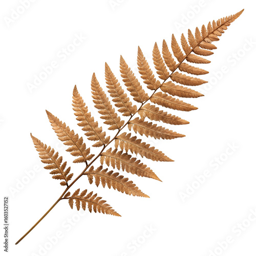 fern leaf isolated on white background