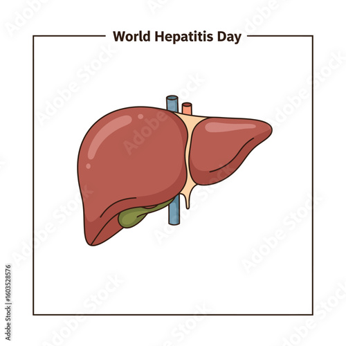 World Hepatitis Day illustration of human liver anatomy and health awareness
