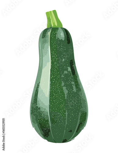 Organic Slender Zucchini Fresh Vegetable - Vector Illustration