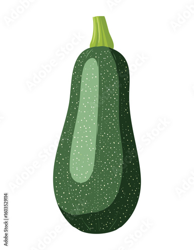 Organic Zucchini Vegetable Isolated Fresh - Vector Illustration