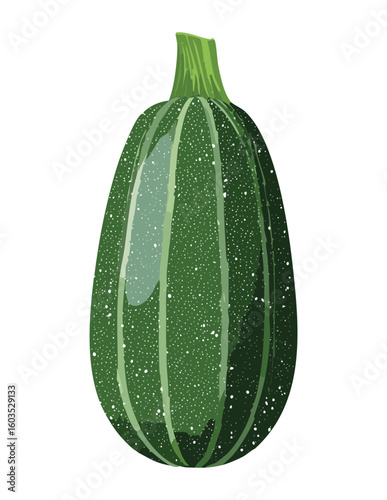 Fresh Organic Zucchini Vegetable Isolated - Vector Illustration