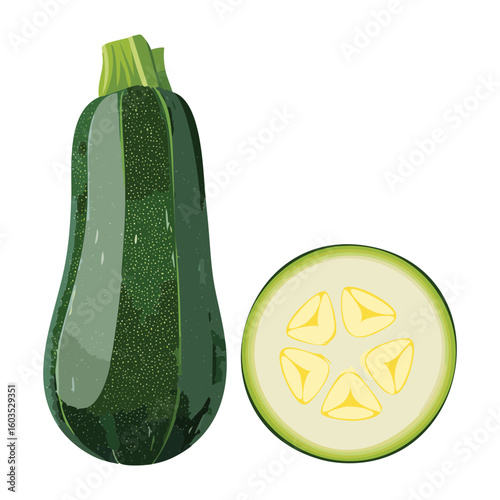 Single Whole Zucchini and Slice - Vector Illustration