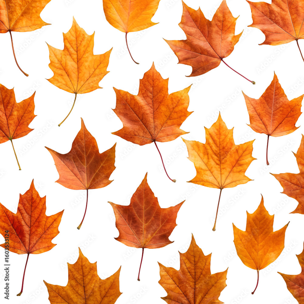 Obraz premium autumn maple leaves