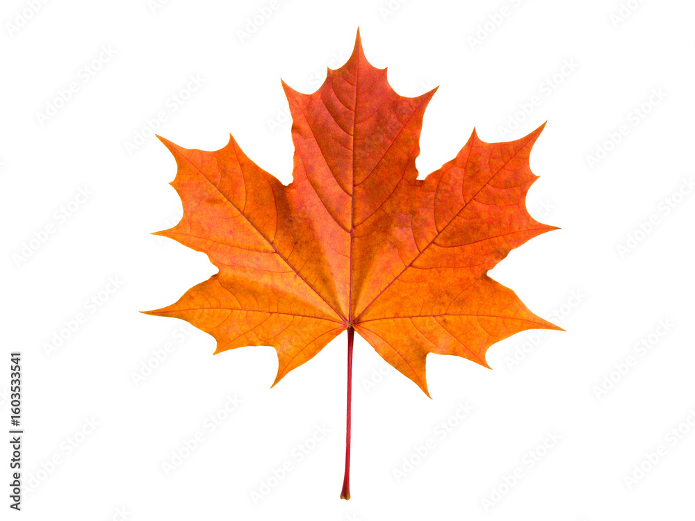 Vividly orange sugar maple leaf against white background, ideal for autumn themed designs, nature themed graphics, and seasonal decorations. Vividly orange sugar maple leaf against white background, ideal for autumn themed designs, nature themed graphics, and seasonal decorations.
