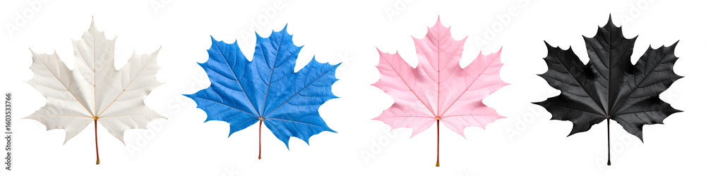 Fototapeta premium Four vibrant maple leaves in white, blue, pink, and black, suitable for autumn designs, nature backgrounds, seasonal concepts, and more.