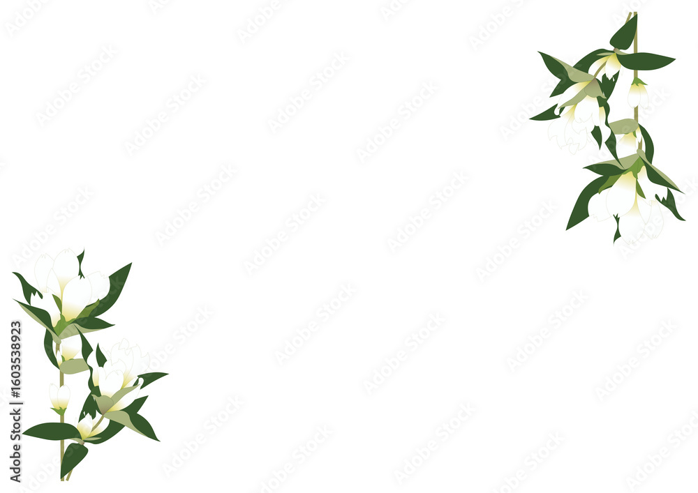 Obraz premium リンドウ白フレーム