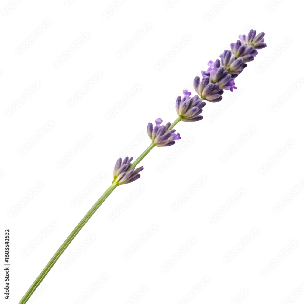 Obraz premium lilac flowers isolated on white