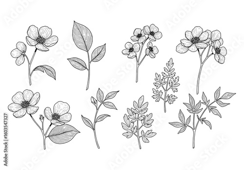 Elegant botanical line art illustration of wildflowers and foliage for sophisticated design projects