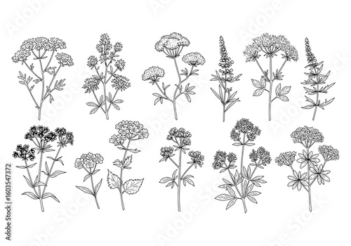 Botanical line art illustration of wildflower meadow plants for coloring page or floral design element