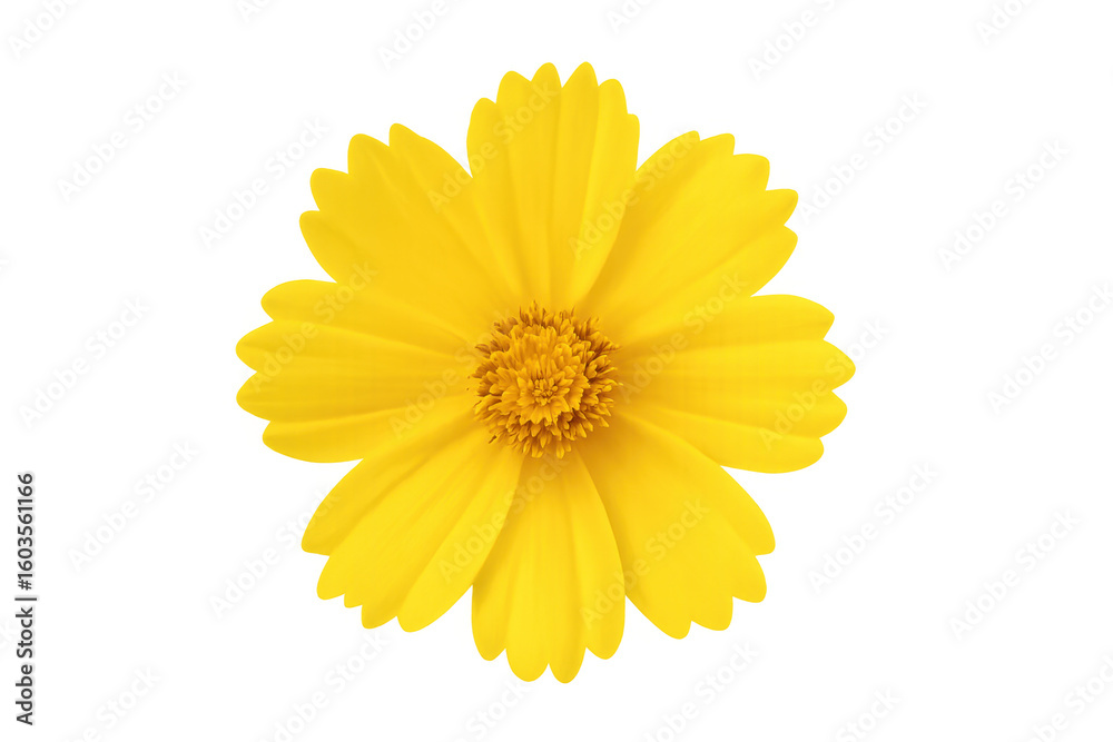 Yellow cosmos flower blooming, revealing delicate petals and radiant golden hue against transparent backdrop Yellow cosmos flower blooming, revealing delicate petals and radiant golden hue against transparent backdrop