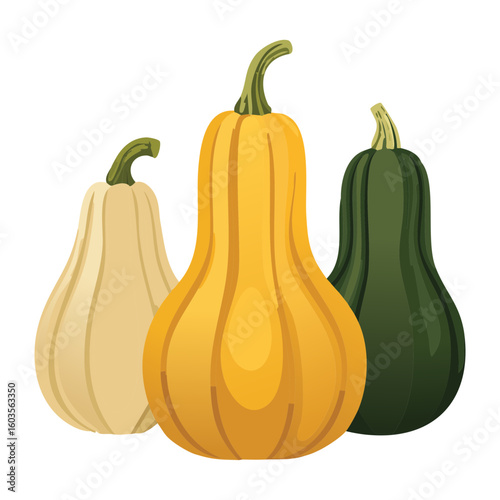 Diverse Autumn Squash Collection - Vector Illustration