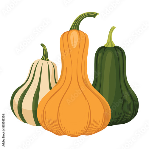 Fresh Harvest Squash Variety - Vector Illustration