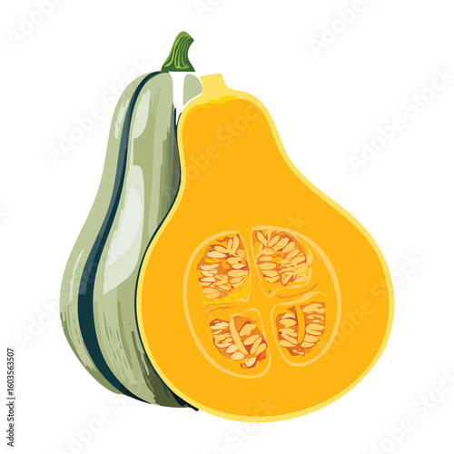 Fresh Golden Squash Slice - Vector Illustration