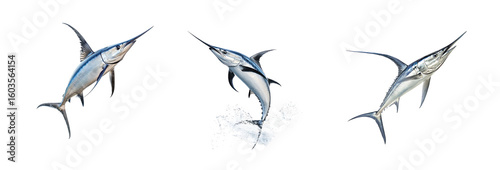 Collection of Swordfish turning Twists its body quickly to change direction while swimming. full length isolate on transparent background