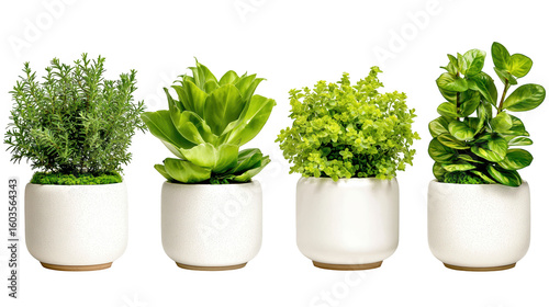 Flourishing foliage, a detailed view of potted plants in vibrant row lush