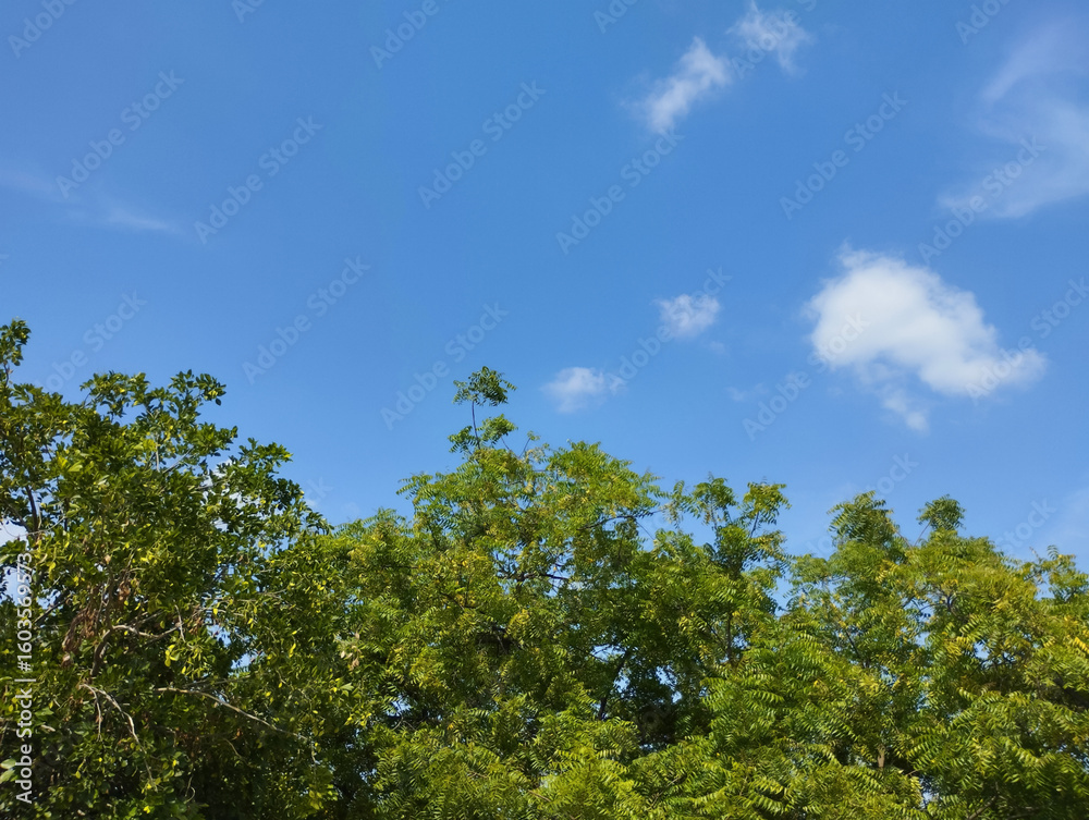 Obraz premium Green dense tree on the blue sky with clouds