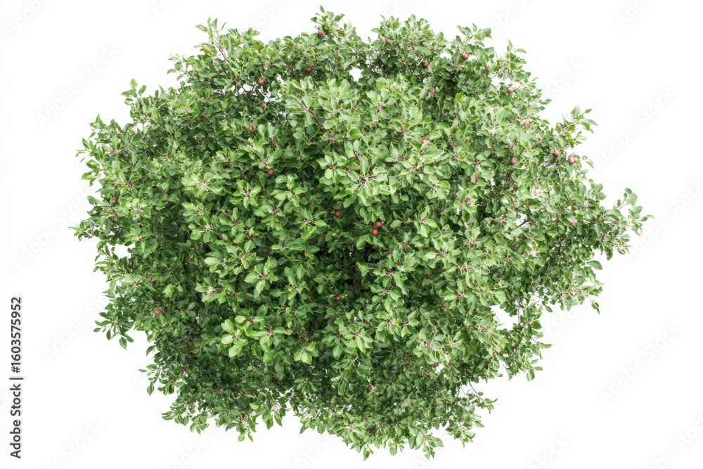Obraz premium Top-down view of apple tree isoleted on white background