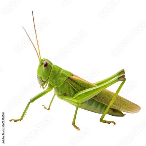 green grasshopper isolated on white background