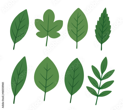 Collection of Green Leaf Illustrations