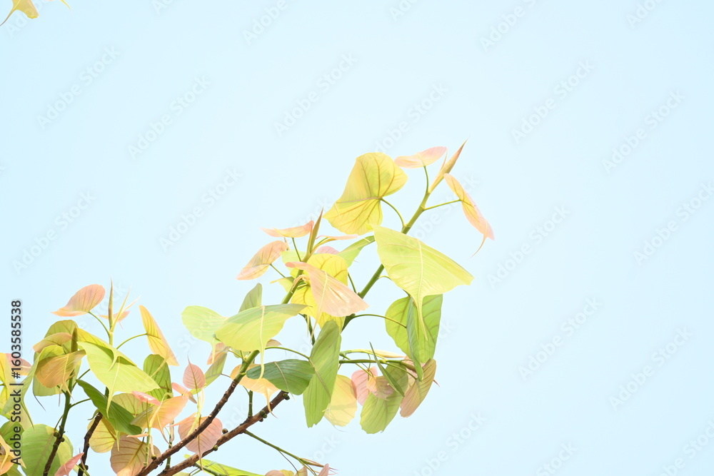 Obraz premium Ficus religiosa tree. Its other name bodhi tree,&nbsp;pippala tree, peepul tree&nbsp;or&nbsp;ashwattha tree.&nbsp;This is the tree under which&nbsp;Gautama Buddha&nbsp;is believed to have attained enlightenment.