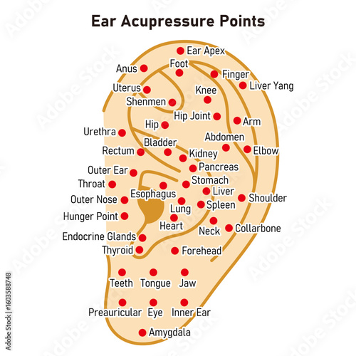 Vector Illustration of Ear Acupuncture Points Chart（in English）