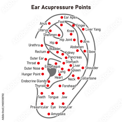 Vector Illustration of Ear Acupuncture Points Chart（in English）