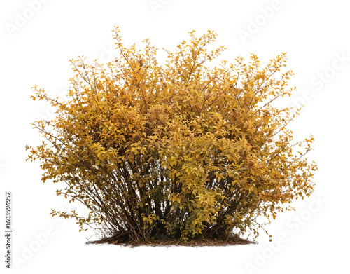 Isolated golden-yellow bush with fine branches and autumn foliage against white background, ideal for seasonal landscape designs and garden visualization projects