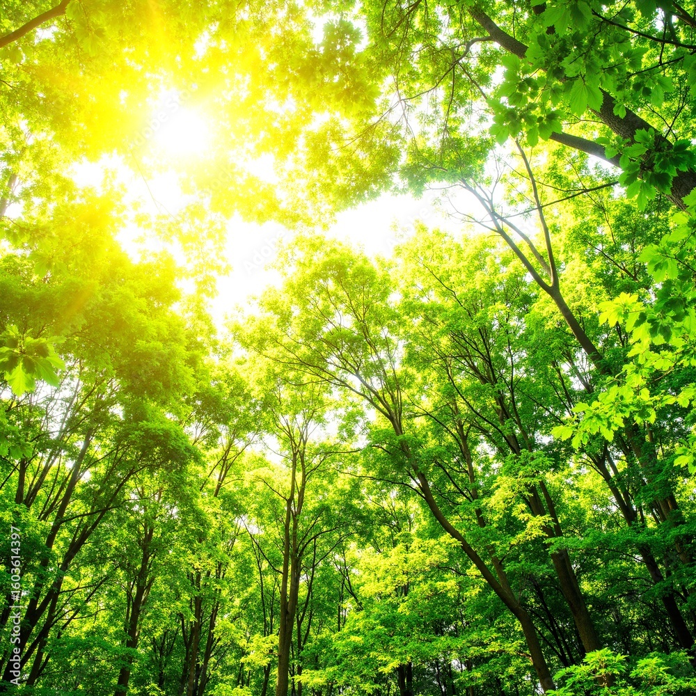 Fototapeta premium Golden sunlight filters through the lush green canopy of tall trees in a serene forest, casting dappled shadows on the forest floor below.