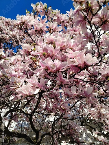 Vibrant Pink Magnolia Tree in Full Bloom on a Sunny Spring Day