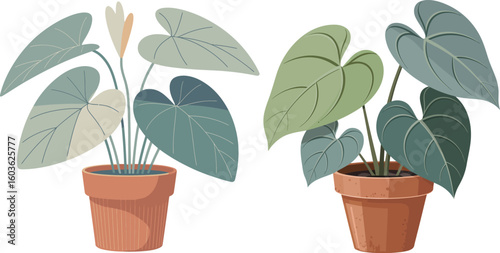 Two potted houseplants with large green heart shaped leaves