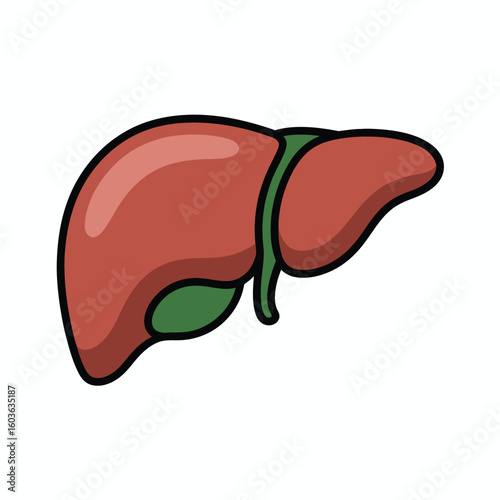 Cartoon illustration of the human liver