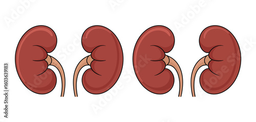 Four anatomical illustrations of human kidneys