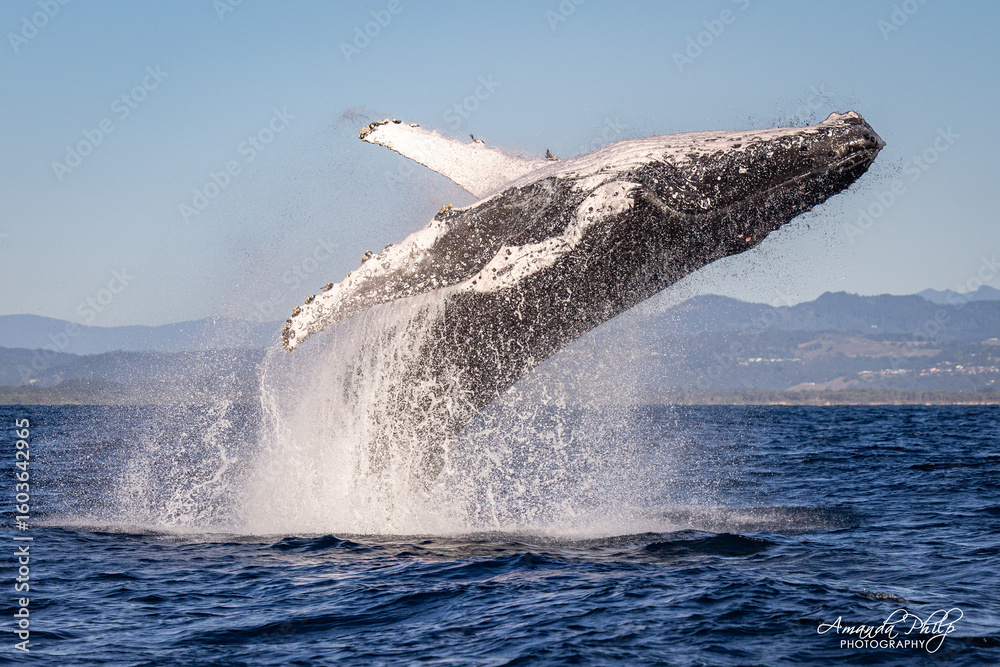 Fototapeta premium Humpback whale breaching in the wild