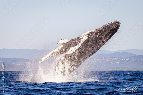 Humpback whale breaching in the wild