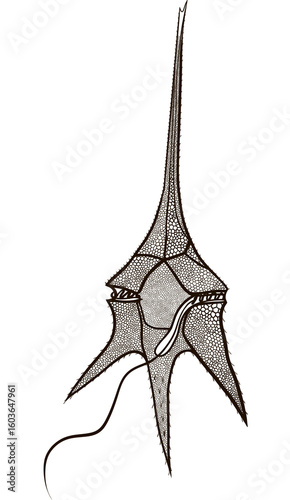 Illustration of dinoflagellate microalgae design