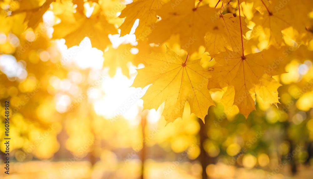 Obraz premium Autumn leaves in golden sunlight
