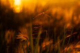 Close up of grass and wild flowers shimmering in golden sunlight.