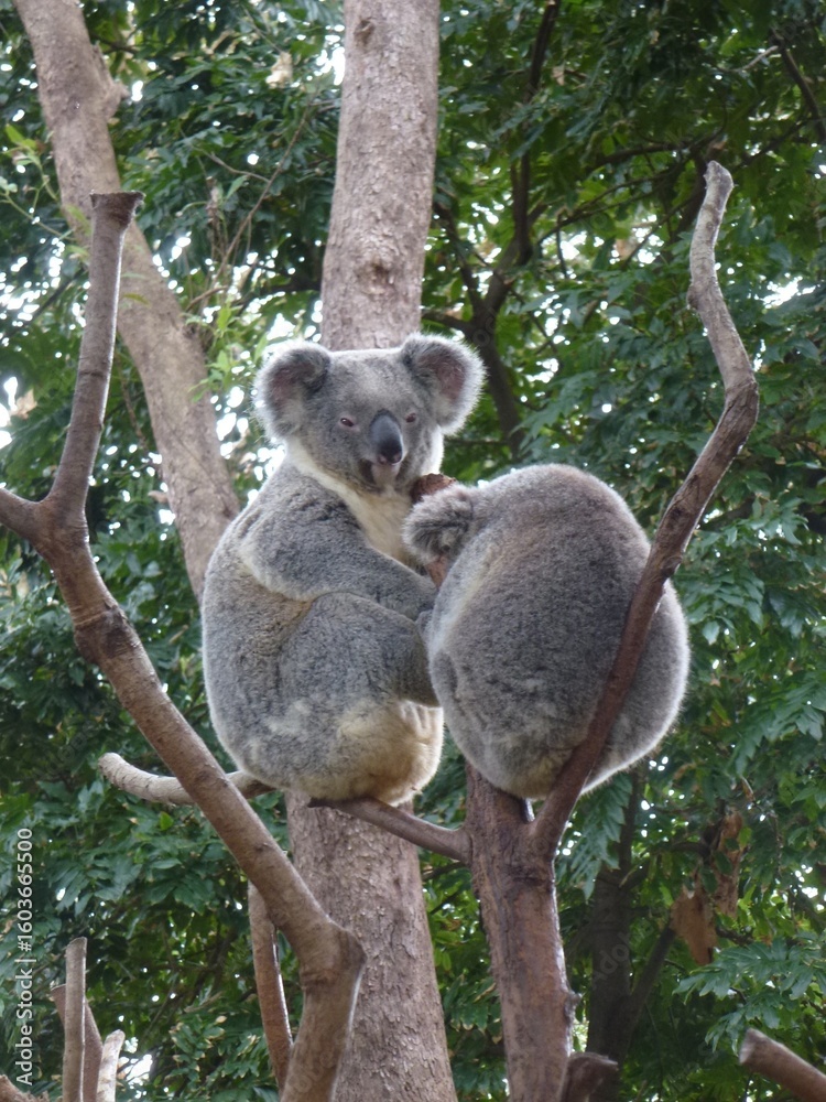 Obraz premium koala in tree