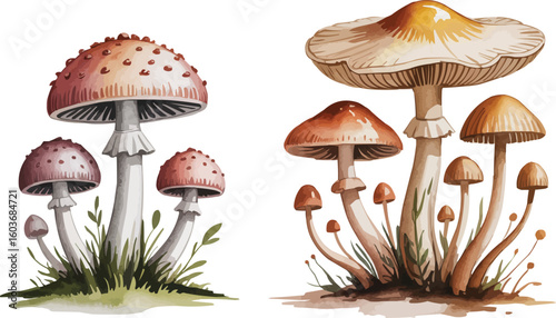Watercolor Mushroom Illustrations Two Distinct Clusters Featuring Diverse Shapes, Sizes, and Colors on White Background