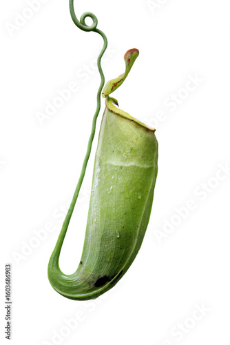 Nepenthes With out Backgrounds